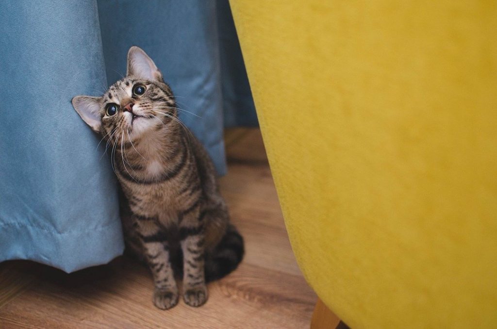 cat