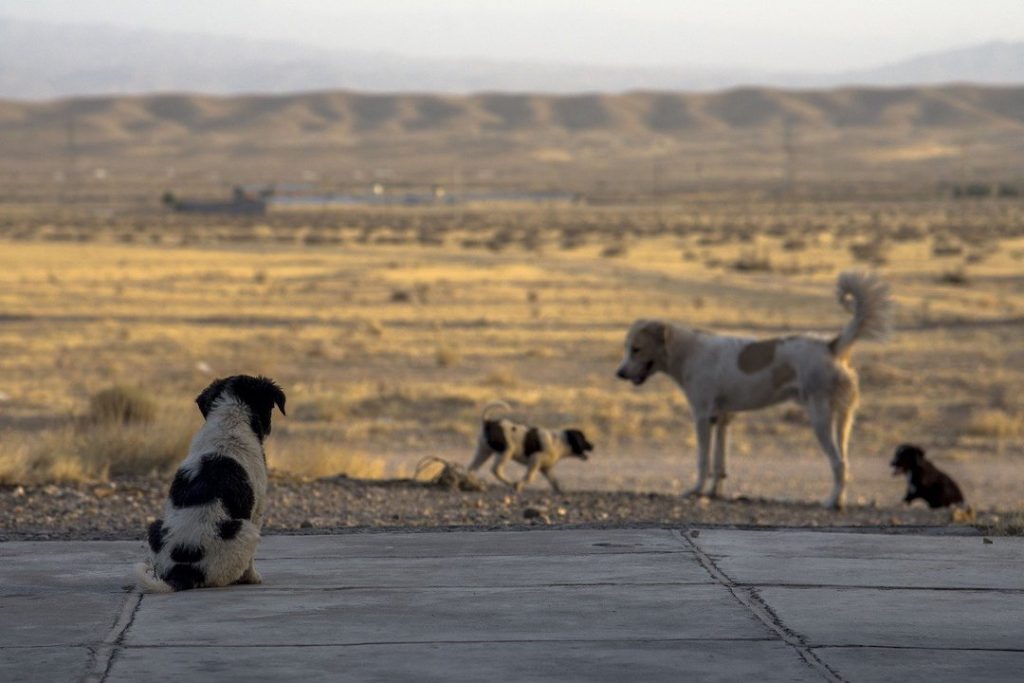 stray dogs