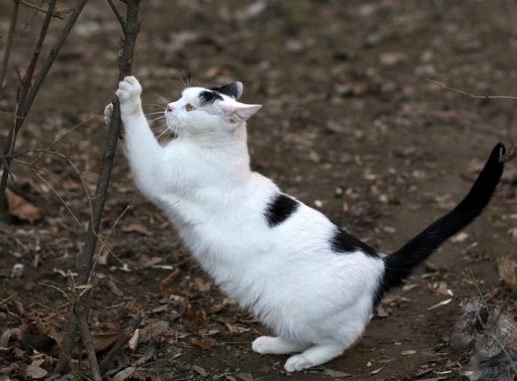 cat
