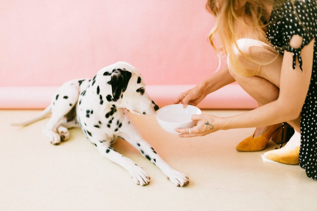dog dalmatian