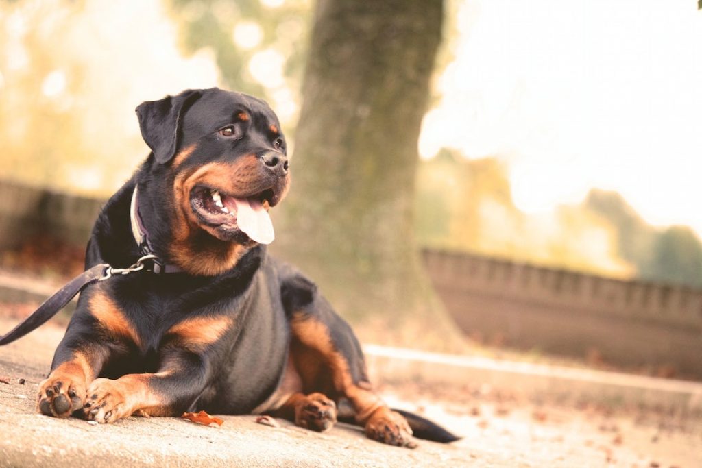 dog-pexels-matthias-zomer-68798