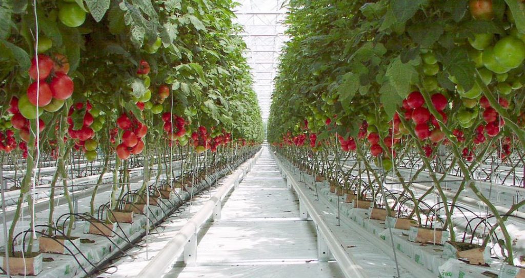 netherlands-farming