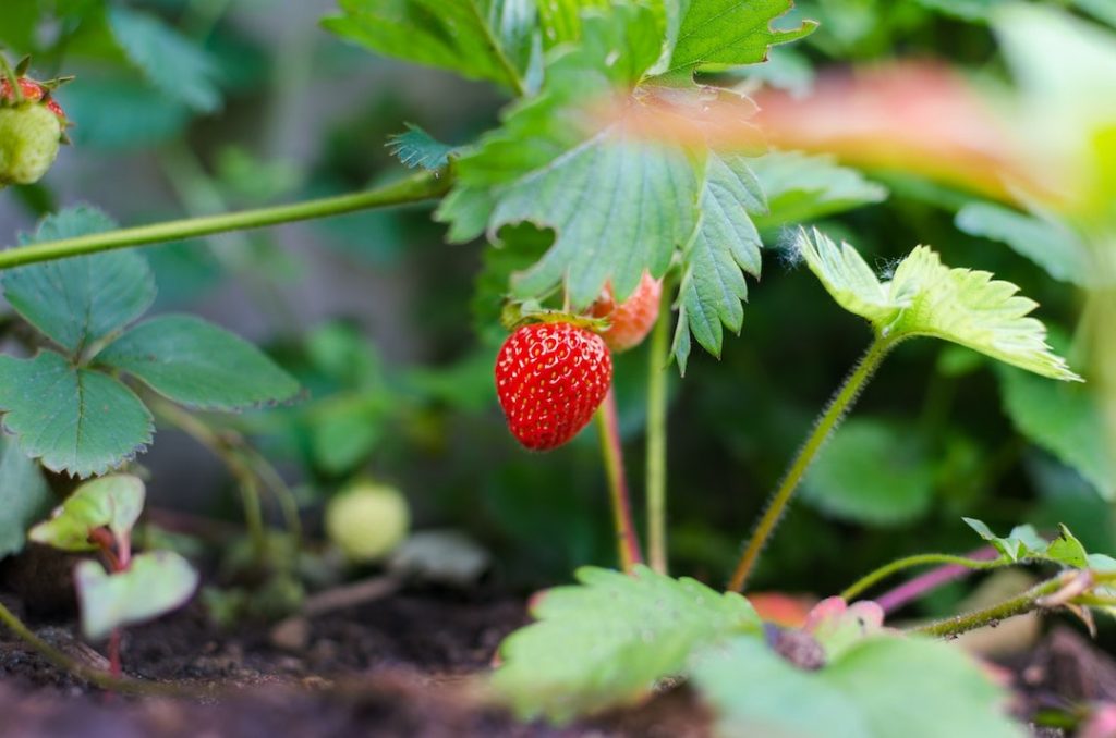 strawberry-fruit-pexels-lukas-298696