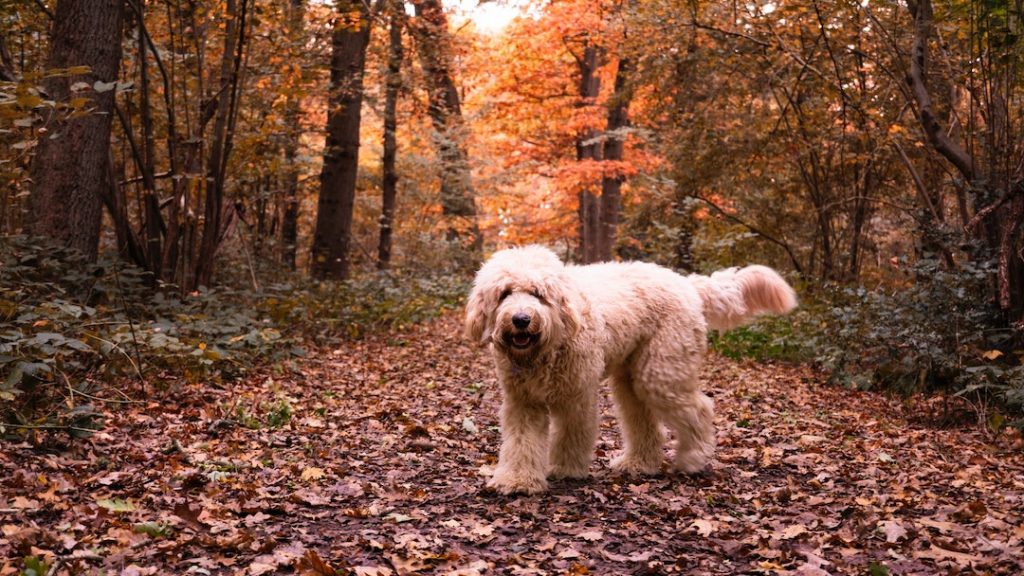 labradoodle-dog-todd-mittens-6M4xKCauvqo-unsplash