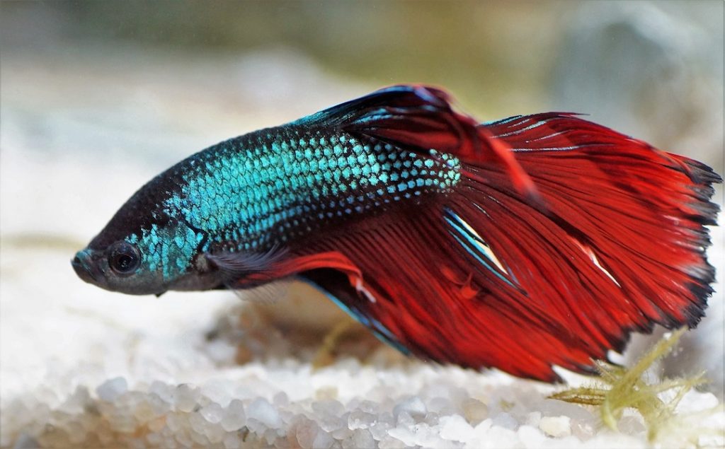 fish-beta-4701894_1280