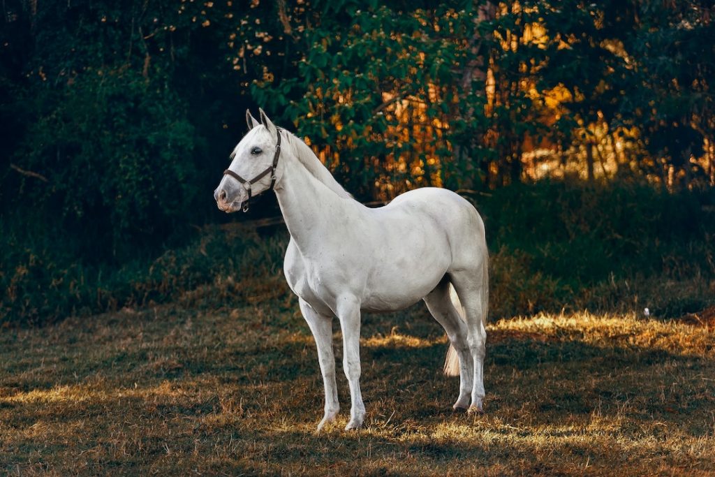 horse-helena-lopes-Y5iPU37b7Zs-unsplash