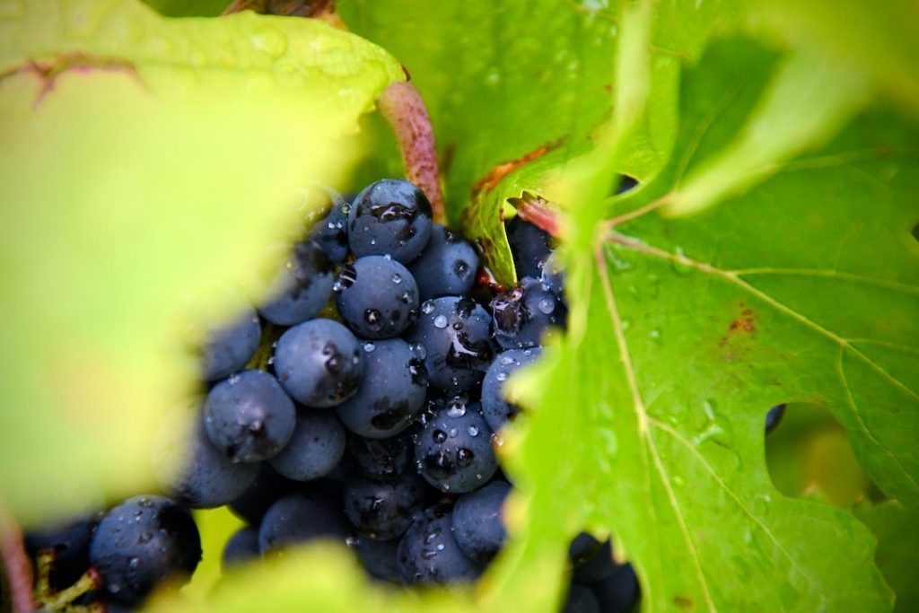 grapes-martin-fennema-8q-j-MTUkME-unsplash