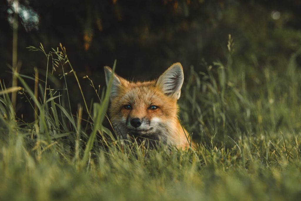 fox-scott-walsh-7LzKELgdzzI-unsplash