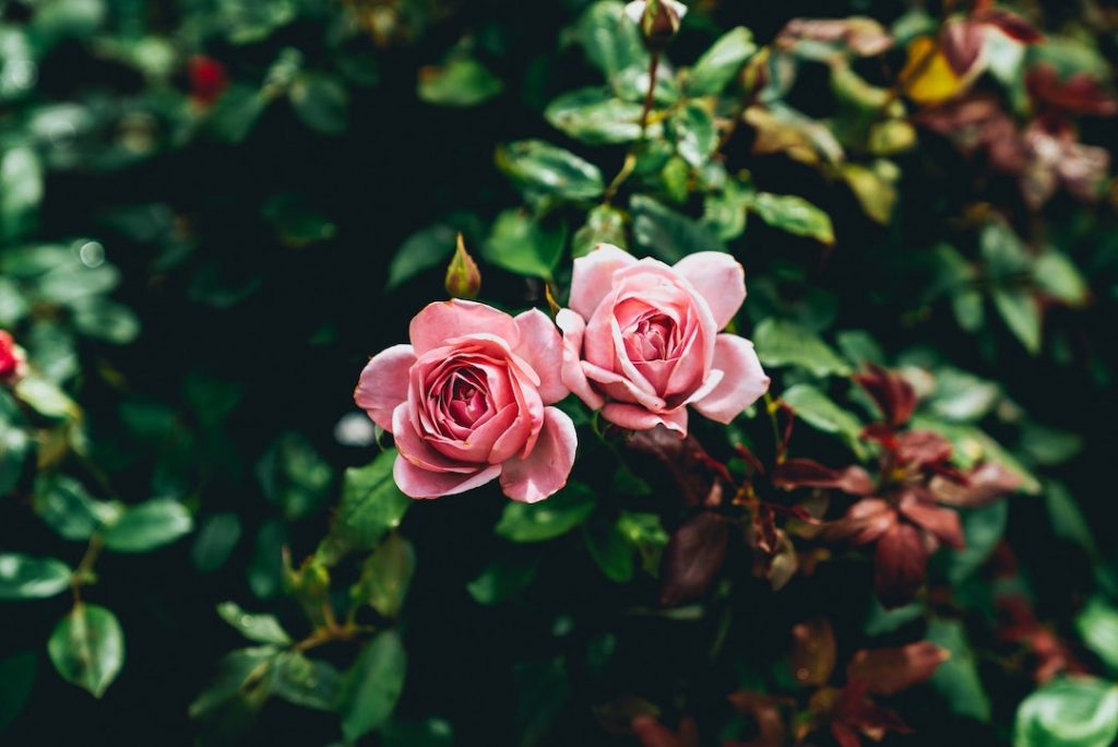 two-roses-dan-gold-6P_1ba_qWDI-unsplash