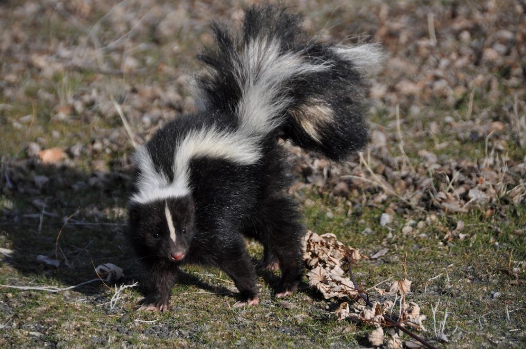 skunk-bryan-padron-hlIvGDqffrw-unsplash