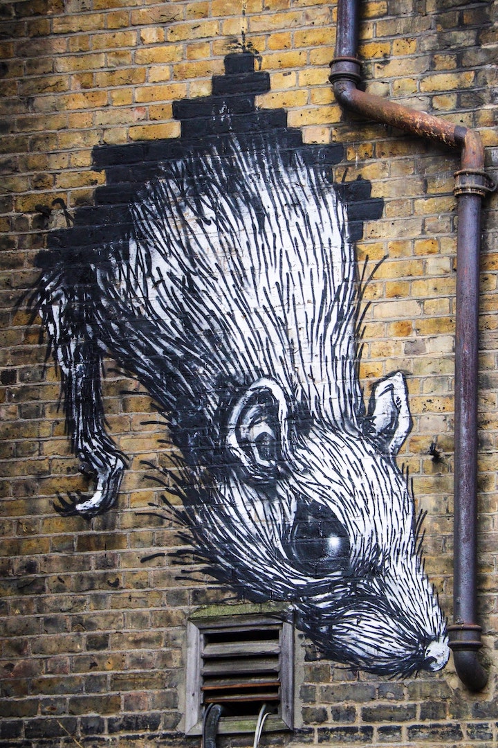 rat-nick-fewings-rg02TW2v2G8-unsplash