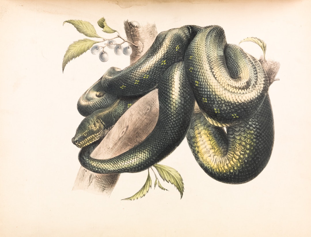 snake-museums-victoria-G9Yy-iitjjg-unsplash