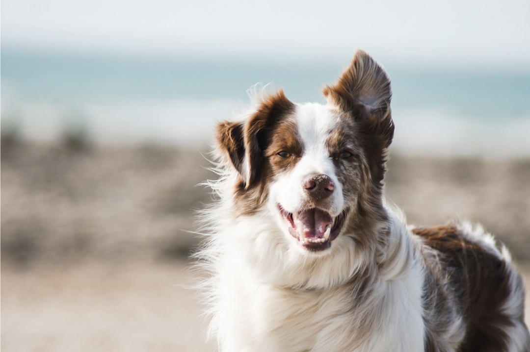 citiio-brown-white-dog