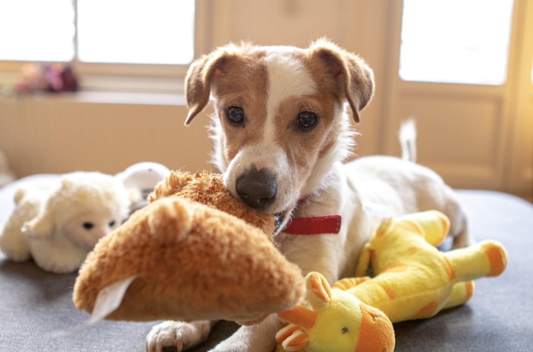 citiio-puppy-playing